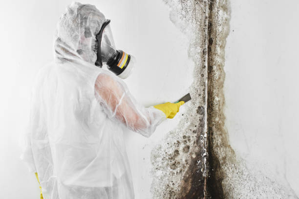 Mold Removal Process