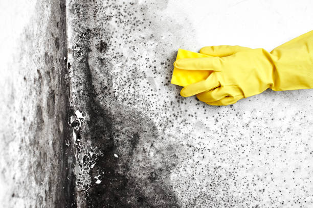 Attic Mold Removal in Saratoga Springs, NY