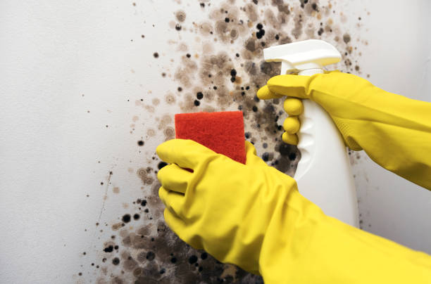 Best Mold Cleaning Services  in Saratoga Springs, NY