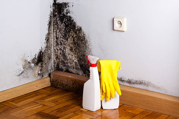 Best Local Mold Removal Service  in Saratoga Springs, NY