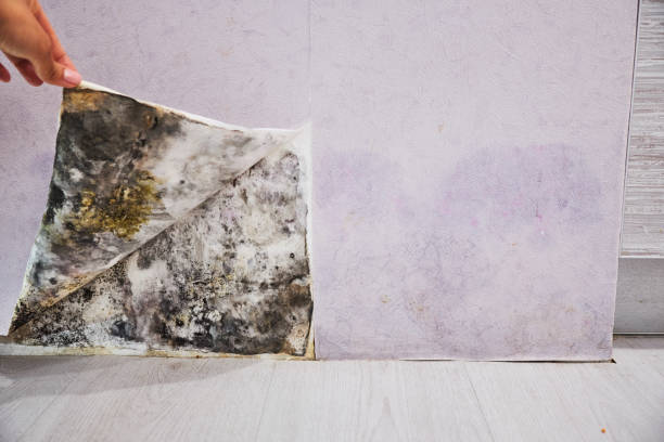 Best Certified Mold Removal  in Saratoga Springs, NY